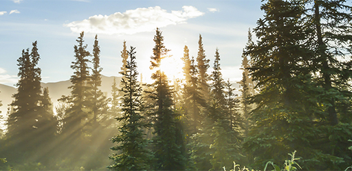 Trees with sunlight shining through